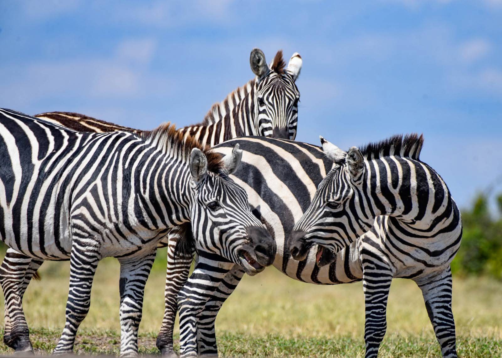 Maasai Mara National Reserve