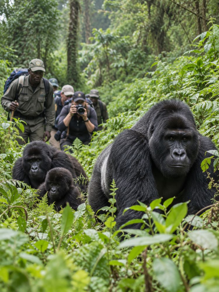 Gorilla Trekking